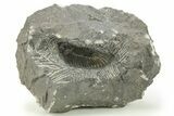 Scabriscutellum Trilobite - One Half Prepared #283849-1